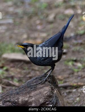 Un bel Thrush fischio Blu (Myophonus caeruleus), arroccato su una roccia a terra e con la sua coda sollevata a Sattal in Uttarakhand, India. Foto Stock