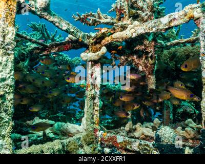 Una barriera corallina artificiale brulicante di pesci. Foto di una barriera corallina del Mar Rosso, Egitto Foto Stock