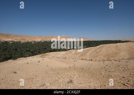 Oasi a Tamerza nel deserto del Sahara, Tunisia Foto Stock