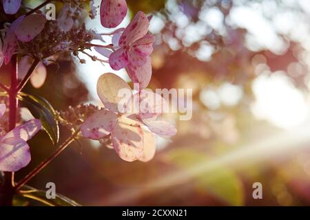 Tender Hydrangea fiori cespuglio nel tramonto luci. Eleganti fiori rosa nel giardino. Bellezza in natura. Sfondi naturali Foto Stock