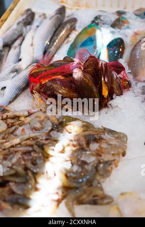 Mercato di pesce con diversi pesci freschi e molluschi. Foto Stock