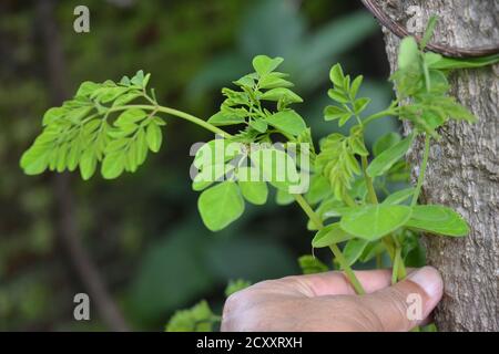 Foglie morbide di Moringa. Le foglie di moringa verdi sono di alto valore medicinale e i bastoncini di frutta sono verdure molto deliziose. Foto Stock