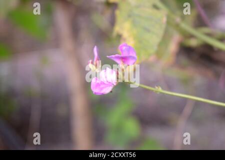 Fiore di fagiolo viola in un giardino. Foto Stock