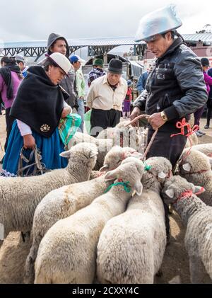 Canar, Ecuador - 12 Luglio 2015 - Le pecore sono legate in circoli al Sabato il mercato degli animali per la vendita Foto Stock