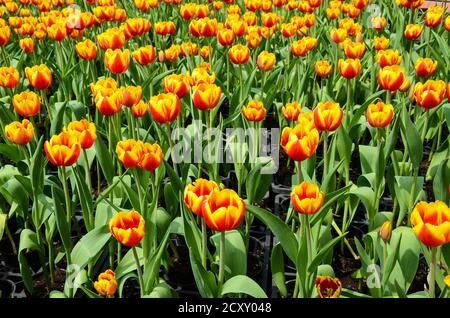 Comune Tulipa Liliaceae Tulipano mulino a vento Foto Stock