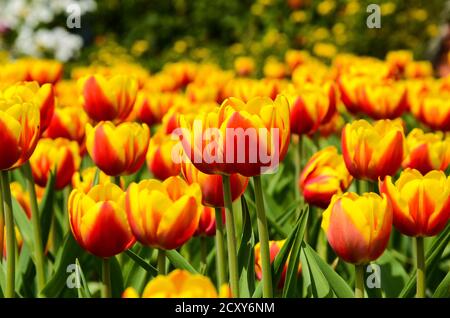 Comune Tulipa Liliaceae Tulipano mulino a vento Foto Stock