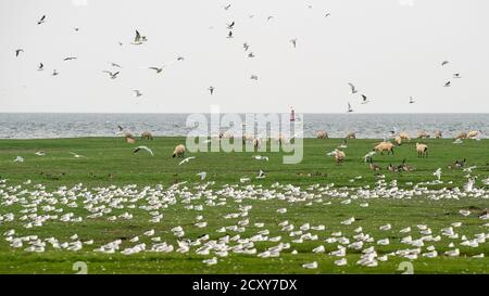 Cuxhaven, Germania. 01 Ottobre 2020. I gabbiani sorvolano un gregge di pecore che pascolano in un prato sulla costa del Mare del Nord. Credit: Sina Schuldt/dpa/Alamy Live News Foto Stock