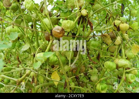 Tomatillos crudi sull'albero, noto anche come il pomodoro di buccia messicano Foto Stock