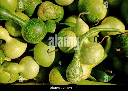 Strani Green Gourds primo piano Foto Stock