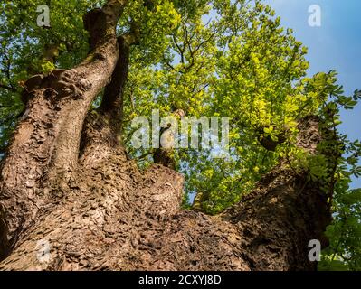 Big Old Chestnut Tree(Aesculus hippocastanum) Vista sulla corona - Vista ad angolo basso Foto Stock