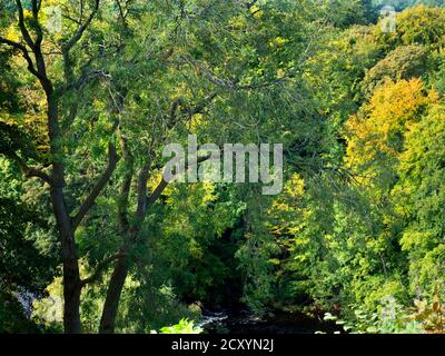 Le prime tinte di colori autunnali che appaiono negli alberi La gola di Nidd a Knaresborough North Yorkshire Inghilterra Foto Stock