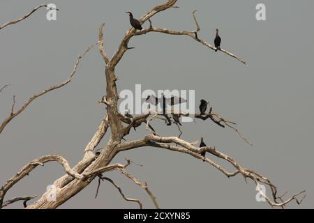 Cormorani che riposano su albero morto, acqua di Rutland, Rutland, Inghilterra, Regno Unito Foto Stock