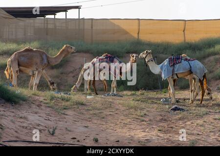Un gruppo di cammelli dromedari (Camelus dromedarius) che mangia fieno in una fattoria di cammelli negli Emirati Arabi Uniti. Foto Stock
