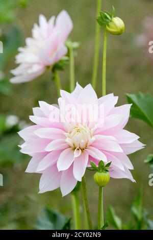 Dahlia 'Evanah'. Ninfea tipo dahlia. Fiori rosa in crescita Foto Stock