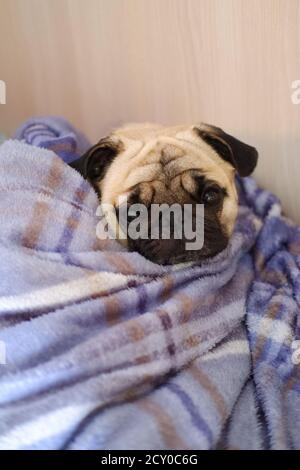 Pug sonnolento che prende un pisolino su una coperta che guarda la fotocamera Foto Stock