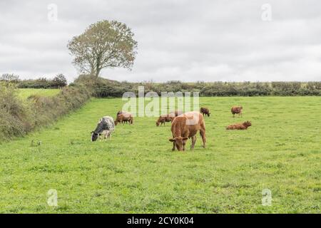 Piccola mandria di giovenchi di colori misti, con matriarca che è la mucca bianca. Per l'industria zootecnica britannica, la carne bovina britannica, l'agricoltura britannica, il benessere degli animali Foto Stock