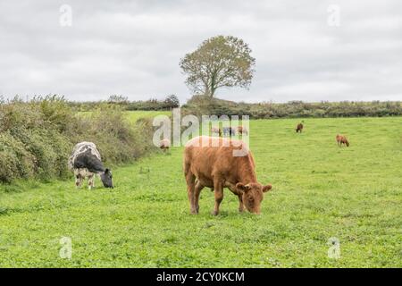 Piccola mandria di giovenchi di colori misti, con matriarca che è la mucca bianca. Per l'industria zootecnica britannica, la carne bovina britannica, l'agricoltura britannica, il benessere degli animali Foto Stock