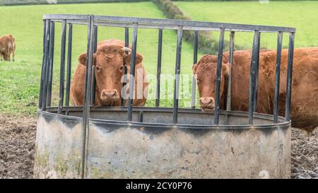 Due mucche brune ad un alimentatore circolare contenente l'hylage affinchè loro mangiino. Per il benessere degli animali nel Regno Unito, i mangimi per bovini, i bovini britannici e l'industria zootecnica. Foto Stock