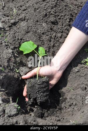 Come coltivare i cetrioli. Cetrioli: Piantando, coltivando e raccogliendo piante di cetriolo. Foto Stock