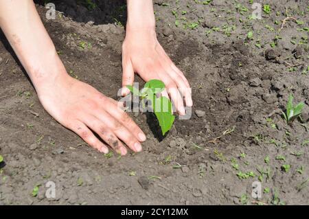 Cetrioli che piantano le punte. Cetrioli: Piantando, coltivando e raccogliendo piante di cetriolo. Foto Stock