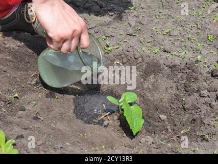 Giardiniere che innaffiatura cetriolo pianta. Suggerimenti per crescere Cucumbers. Tutorial, passo dopo passo. Foto Stock