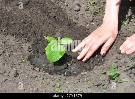 Cetrioli che piantano le punte. Cetrioli: Piantando, coltivando e raccogliendo piante di cetriolo. Foto Stock