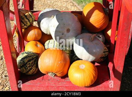 Zucche e zucche su un carrello di legno in un giardino Foto Stock