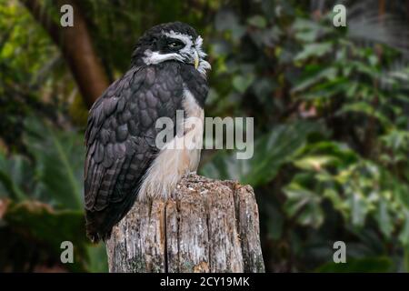 Gufo (Pulsatrix perspicillata) appollaiato su un ceppo di alberi nella foresta pluviale tropicale, originaria dei neotropici Foto Stock