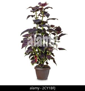 Foglie della pianta Coleus colore scuro con una luce bordo verde sul bordo delle lamelle Foto Stock