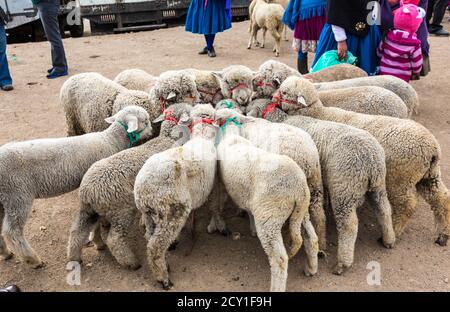 Canar, Ecuador - 12 Luglio 2015 - Le pecore sono legate in circoli al Sabato il mercato degli animali per la vendita Foto Stock