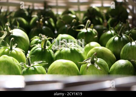 Una fila di pomodori in mostra. Pomodori non maturi nel cestino. Foto di alta qualità Foto Stock