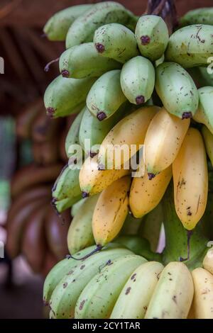 Un cluster di maturazione delle banane o le banane da cuocere in vendita su un piedistallo di frutta in Siem Riep, Cambogia. Foto Stock