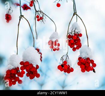 Bacche rosse di viburnum con neve coperta - decorazione luminosa della foresta di inverno e alimentazione per gli uccelli di inverno. Giorno gelido, ombre blu sulla neve. Cristo Foto Stock