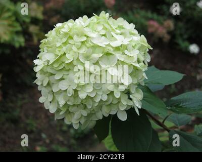 Primo piano di un enorme pom-pom bianco testa di fiore dell'arbusto Hydrangea Paniculata, 'limelight' Foto Stock