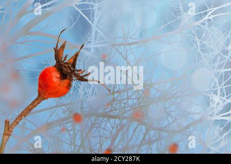 Cespuglio di un dogrose in una foresta di fata ghiacciata innevata invernale in una giornata fredda. Bacche di colore rosso brillante contro uno sfondo fiabesco di neve viola blu Foto Stock