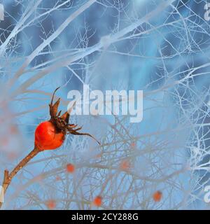 Cespuglio di un dogrose in una foresta di fata ghiacciata innevata invernale in una giornata fredda. Bacche di colore rosso brillante contro uno sfondo fiabesco di neve viola blu Foto Stock