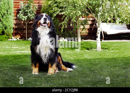 Felice cane di montagna bernese seduto nel cortile della casa in estate. Casa accogliente esterno esterno Foto Stock