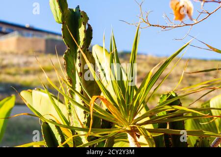 cactus sunkissed su una collina Foto Stock