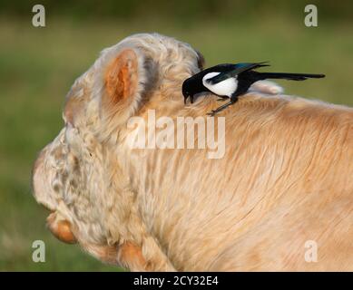 Magpie su un toro nelle colline Cotswold alla ricerca insetti per nutrire su Foto Stock