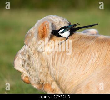 Magpie su un toro nelle colline Cotswold alla ricerca insetti per nutrire su Foto Stock