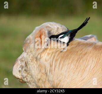 Magpie su un toro nelle colline Cotswold alla ricerca insetti per nutrire su Foto Stock