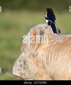 Magpie su un toro nelle colline Cotswold alla ricerca insetti per nutrire su Foto Stock