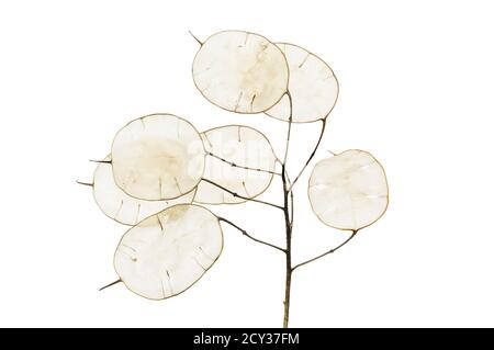 Onestà annuale, Lunaria annua, membrane in silicolo isolate contro il bianco Foto Stock