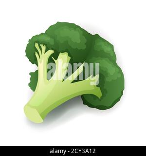 Broccoli verdi freschi isolati su bianco, illustrazione vettoriale Illustrazione Vettoriale