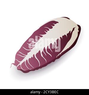 Cicoria lunga rossa o radicchio su sfondo bianco, isolata. Cavolo viola fresco. Delizioso vettore vegetale crocifero illustrazione in cartone animato Illustrazione Vettoriale