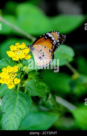 Farfalla arancione su un fiore giallo con foglie verdi dentro la parte posteriore Foto Stock