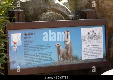 Meerkat allo Zoo di Los Angeles, Los Angeles, California Foto Stock