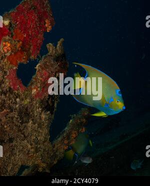 Regina Angelfish (Holacanthus ciliaris) sulla divesite di Lucy's Barge, St Martin, Caraibi olandesi Foto Stock