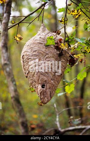 2000 GRANDI HORNETS NIDO A FORMA DI GOCCIA APPESO SU ALBERO IN LEGNO - KI10784 CAM002 HARS VECCHIO STILE Foto Stock