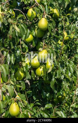 pere mature su albero di frutta Foto Stock